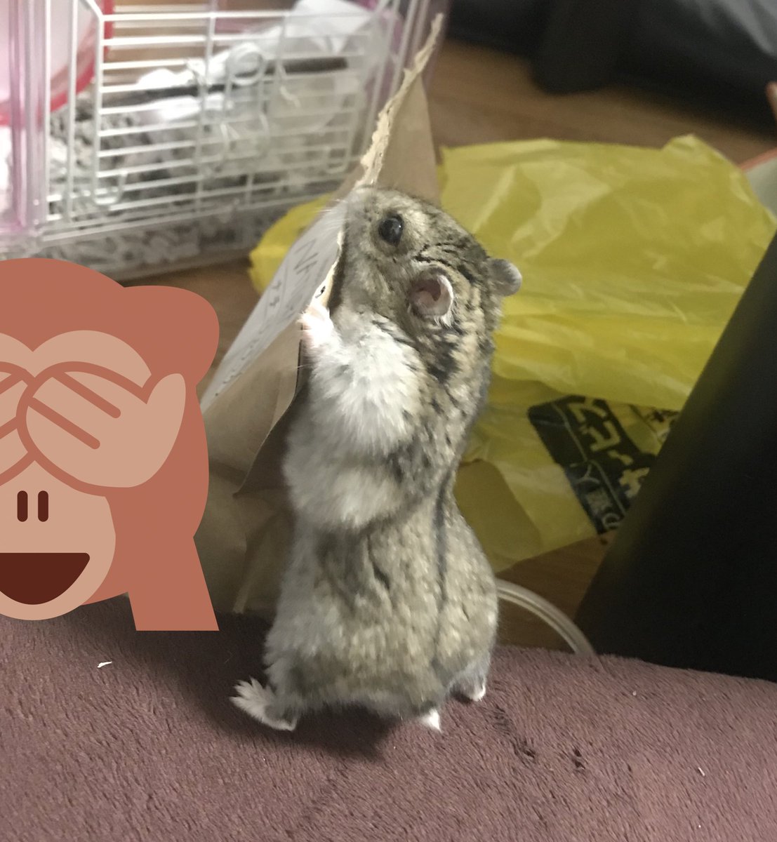 yry0814's tweet photo. 餌を見つけたイブくんがかわいすぎる🤦‍♂️

食いしん坊ww https://t.co/pW7uyiBIQq