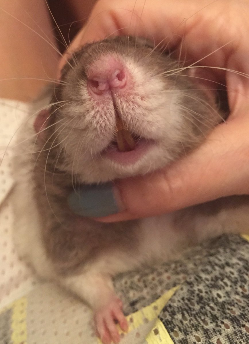 Ratartiste's tweet photo. Mr Sulu all limp & derpy. #RatSitting #VermSitting https://t.co/Rk6KAlhGsO