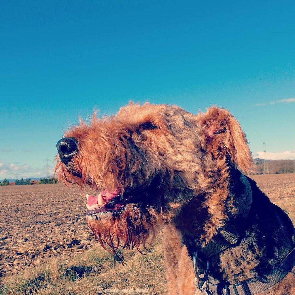 A blue sky, sunshine and a human willing to bribe you with treats, what else do you need? #dog #smiles