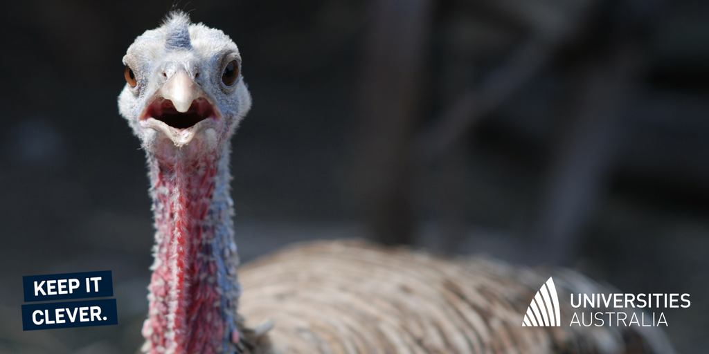 KeepItCleverAUS's tweet photo. A kangaroo-sized flying turkey once roamed Australia: palaeontologists find 5 new #megapodes @Flinders Uni #KeepItClever https://t.co/BOzTE5R0Ub https://t.co/KqmN5Hcpdn