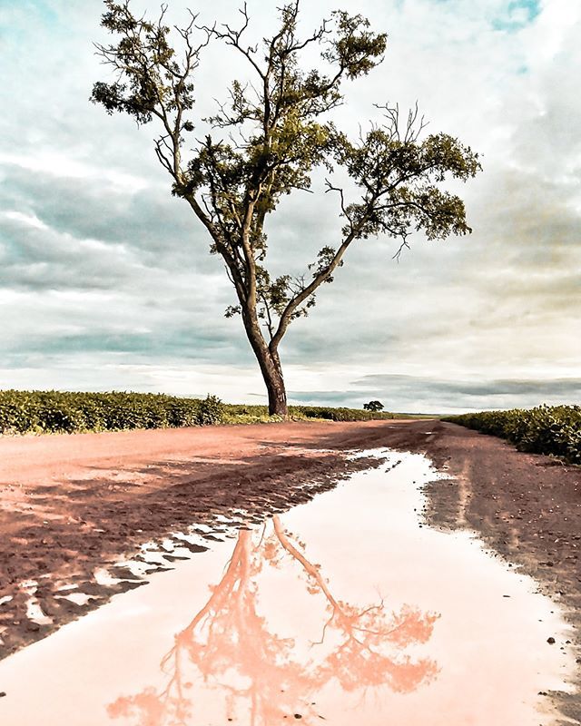fChiaramonte's tweet photo. O mundo se divide em dois tipos de pessoas: aquelas que não resistem e logo invertem as fotos de reflexo/poça e aquela que acham que as coisas tem que ser do jeito que vieram ao mundo e deixam ela normal.  Você se encaixa onde? 
#tree #trees #treestagram… https://t.co/ajedKubiZn https://t.co/9jxAcZFvY7