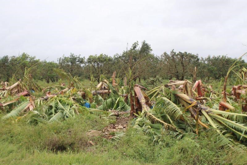 Secretario de Agricultura reafirma llamado a la protección de la producción agrícola ante la Temporada de Huracanes notireportes.com/secretario-de-…