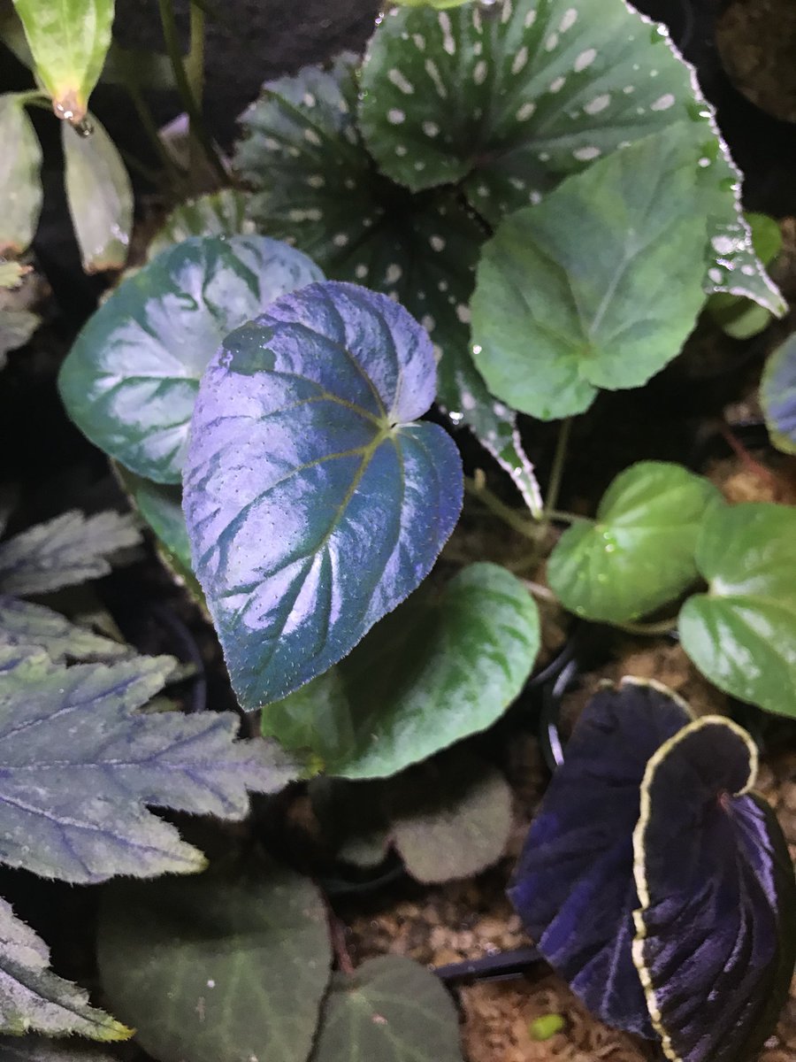 原種ベゴニア begonia フォエニオグランマ 専用 青ベゴニアBegonia