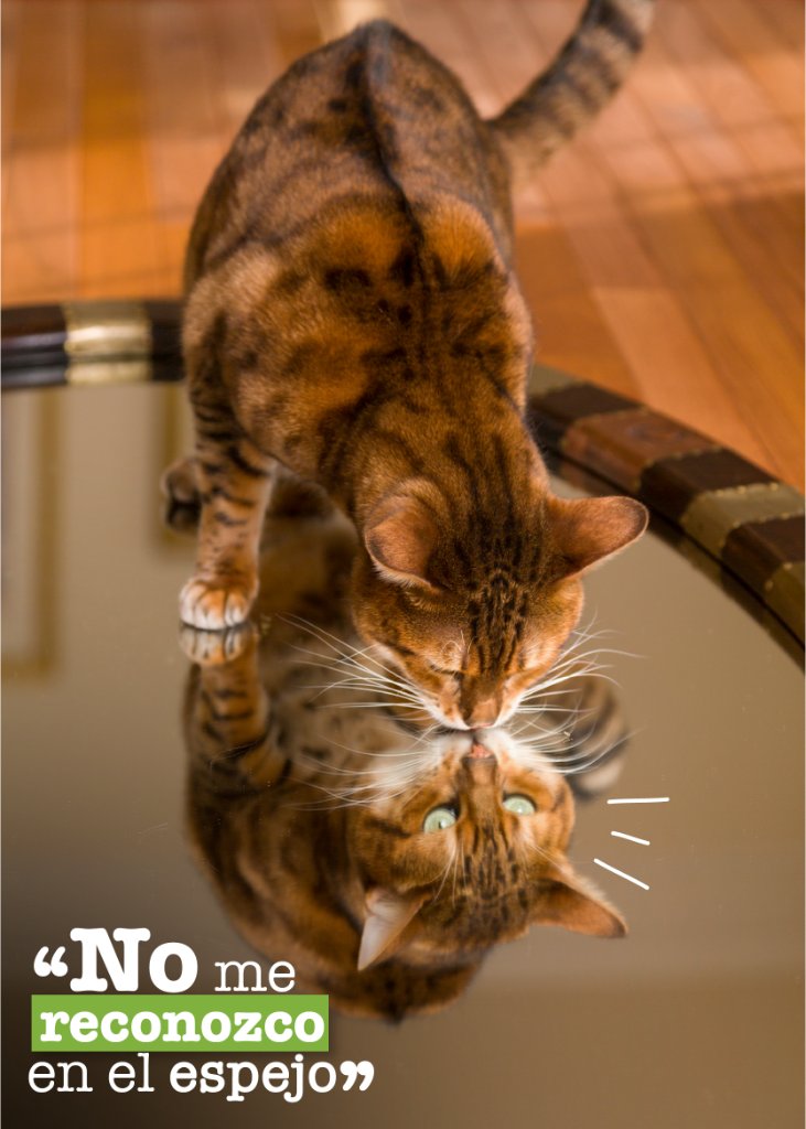 mimascotayyomx's tweet photo. #SabíasQue Tu gatuno no se reconoce en el espejo porque su reflejo carece de olor y se desconcierta al no obtener esa información. #FactPerruno https://t.co/0o3v43OXTm