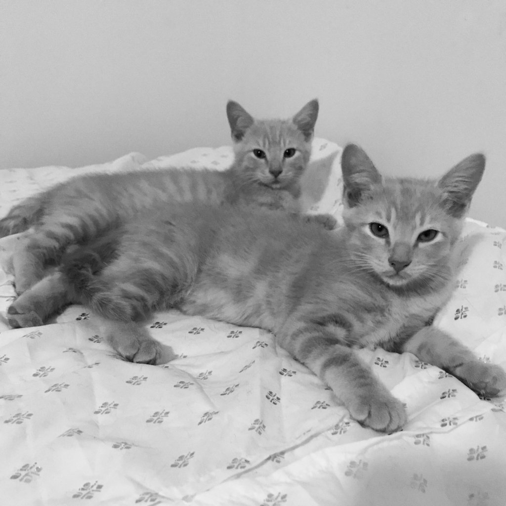 TinyKittenRR's tweet photo. Rizzo and Mookie miss their brother Buster but know he's gonna have a great life in his new home. ππ±#andthenthereweretwo #humanesociety #hsgkc #tinykittenrescueranch #tkrr https://t.co/1JFBqRv3sD
