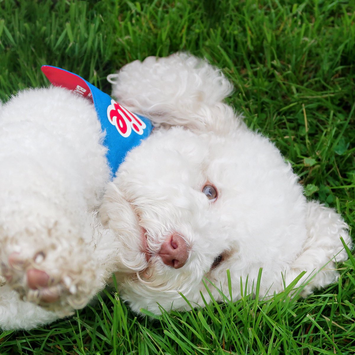 skyliedoodle's tweet photo. So...in the middle of the #HardingTownship Memorial Day ceremony, did I: A) quietly take a little rest on my side or B) assume the position, complete with leggies flailing in the air, for complete strangers to give me belly rubs?? 💙❤️ #skylieryce #skyliedoodle https://t.co/lX6csNJtTq