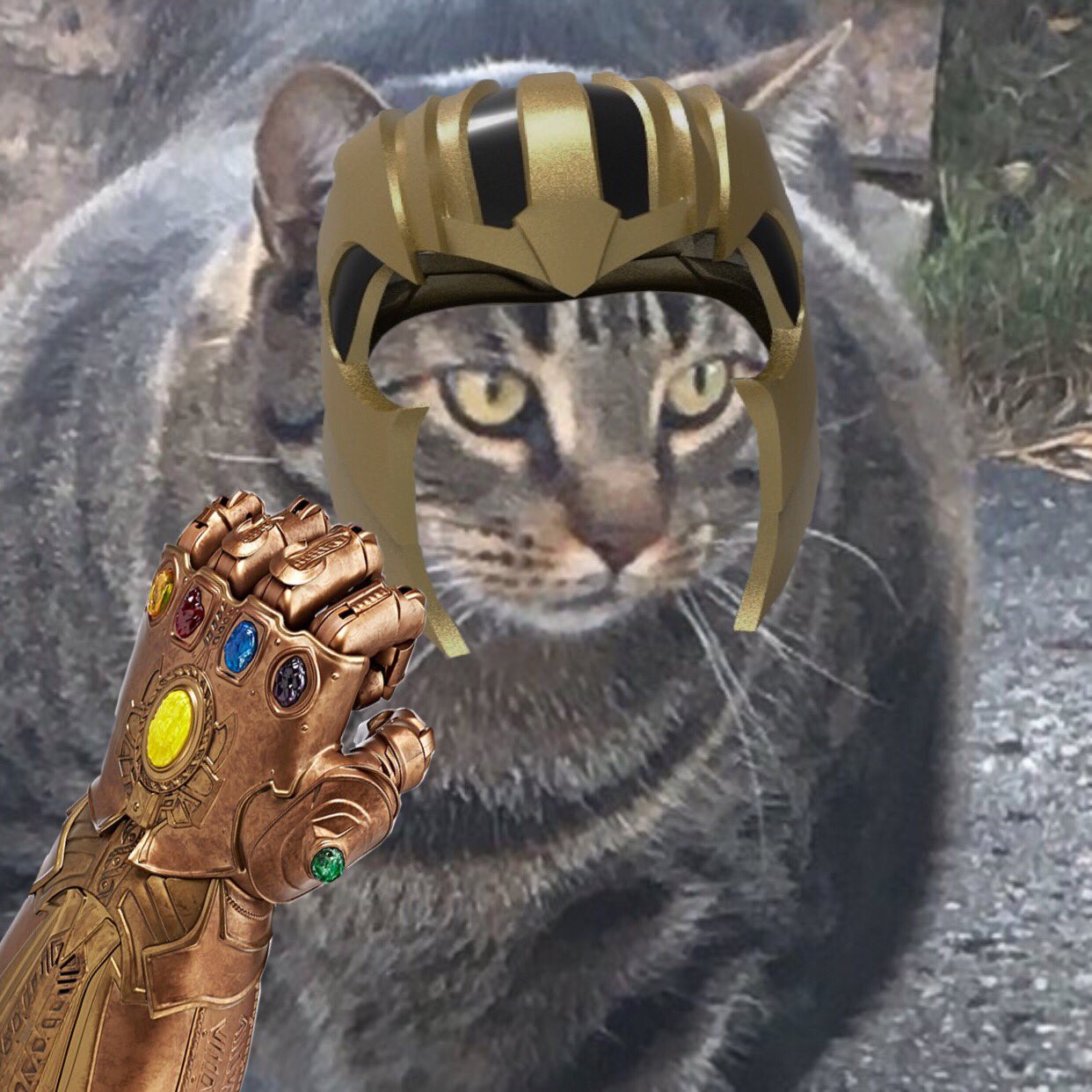 Мем кот качок