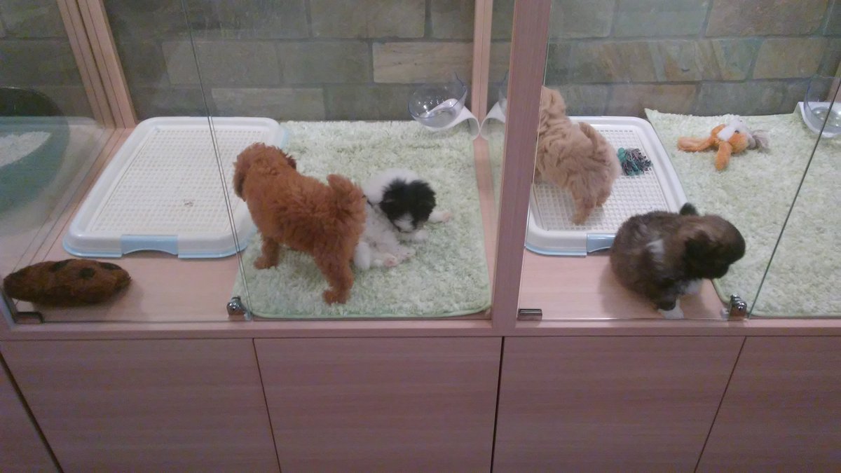 TLionVGC's tweet photo. Very cute puppy and kitten cafe I found! https://t.co/vhWxuxWtor
