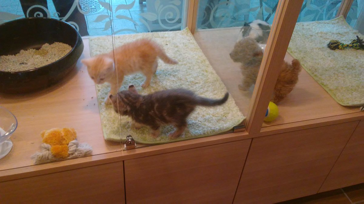 TLionVGC's tweet photo. Very cute puppy and kitten cafe I found! https://t.co/vhWxuxWtor