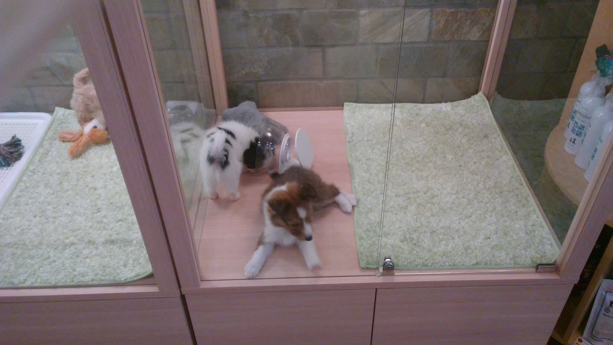 TLionVGC's tweet photo. Very cute puppy and kitten cafe I found! https://t.co/vhWxuxWtor