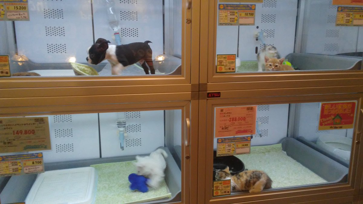 TLionVGC's tweet photo. Very cute puppy and kitten cafe I found! https://t.co/vhWxuxWtor