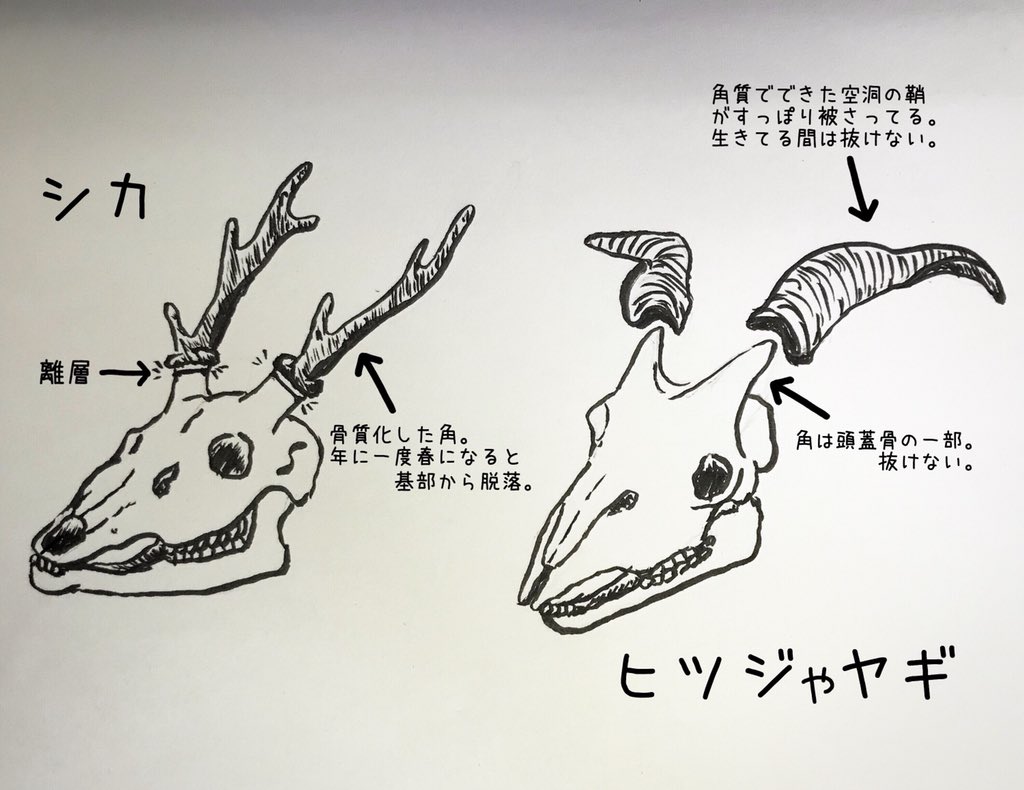 淡路ファームパーク イングランドの丘 公式 シカのオスの角は 春に基部に離層ができることで脱落してまた基部から新しい角が生えてきます 一方 ヒツジやヤギの角は頭蓋骨の一部なので一生脱落しませんし 折れたら元には戻りません 私たちが普段見