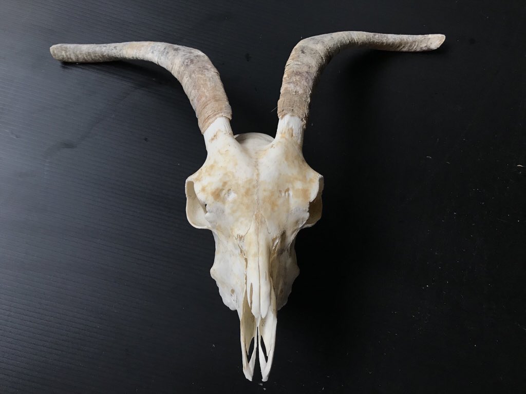【貴重】羊 頭骨 巻角 貴重】羊 頭骨 巻角