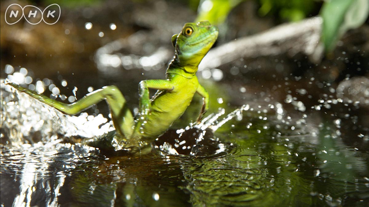 Twitter पर ダーウィンが来た 6月3日夜7時半 イグアナ 今回 イグアナの宿敵バシリスクを ４kハイスピードカメラ で撮影しました もちろん 有名な 水面走り を激写 水しぶきの一粒一粒までくっきりわかります 予告 動画 T Co 3tco7jmcly