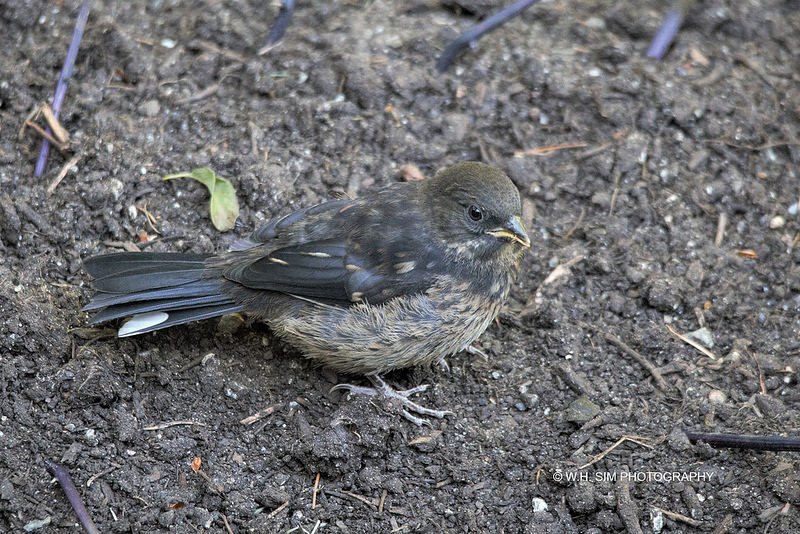 #spottedtowhee mom with 2 of 3 recently fledged charges in the potato patch (is nothing sacred? 🙃) this afternoon #birdsareamazing #inmybackyard
