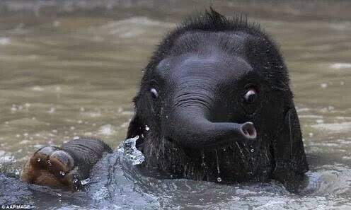 ナンパンマン皇 モテる塾syn主催 ゾウの赤ちゃんキモい なるほどキモい