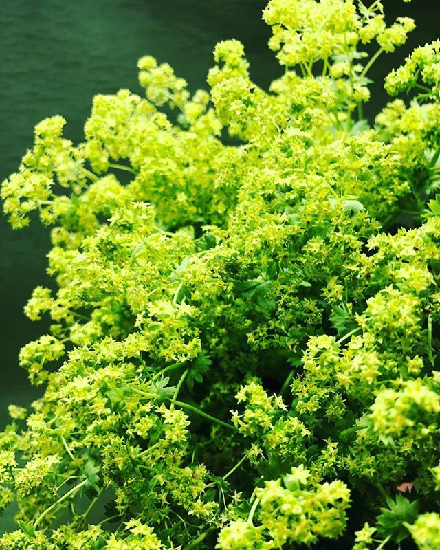 玉名市花屋 Twitter Search Twitter