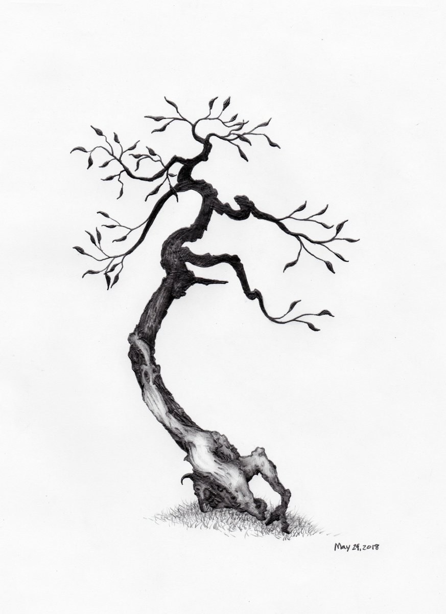 Owentree Sketches On Twitter Daily Tree Sketch May 29 2018
