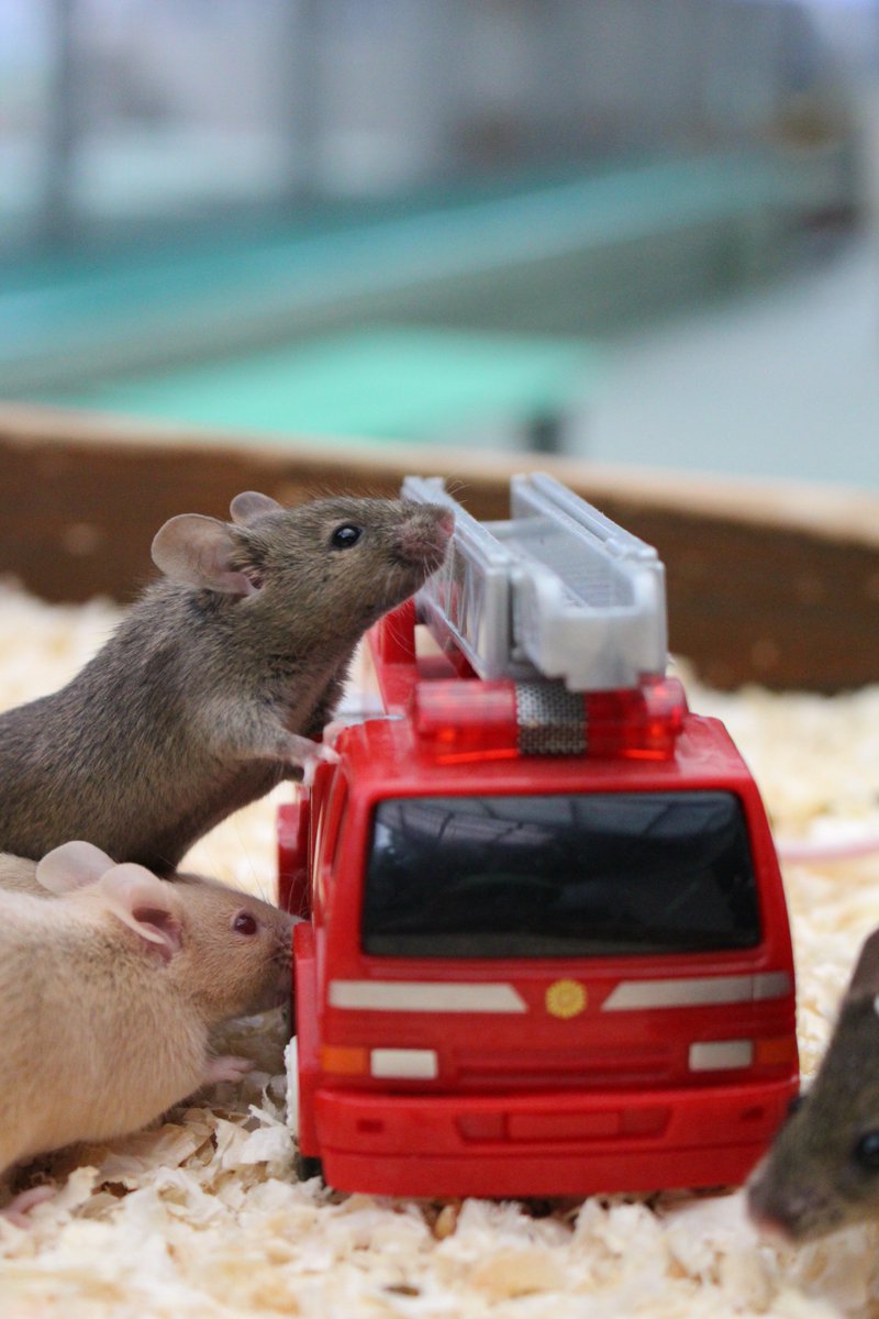 横浜市立野毛山動物園 公式 En Twitter なかよし広場の奥には ハツカネズミの休憩所 ねずみ ワールド があります おもちゃや隠れ家を用意しているので 好奇心旺盛なネズミたちは色々な行動を見せてくれます ぜひのぞいてみてくださいね 雨天時 入れ替え制