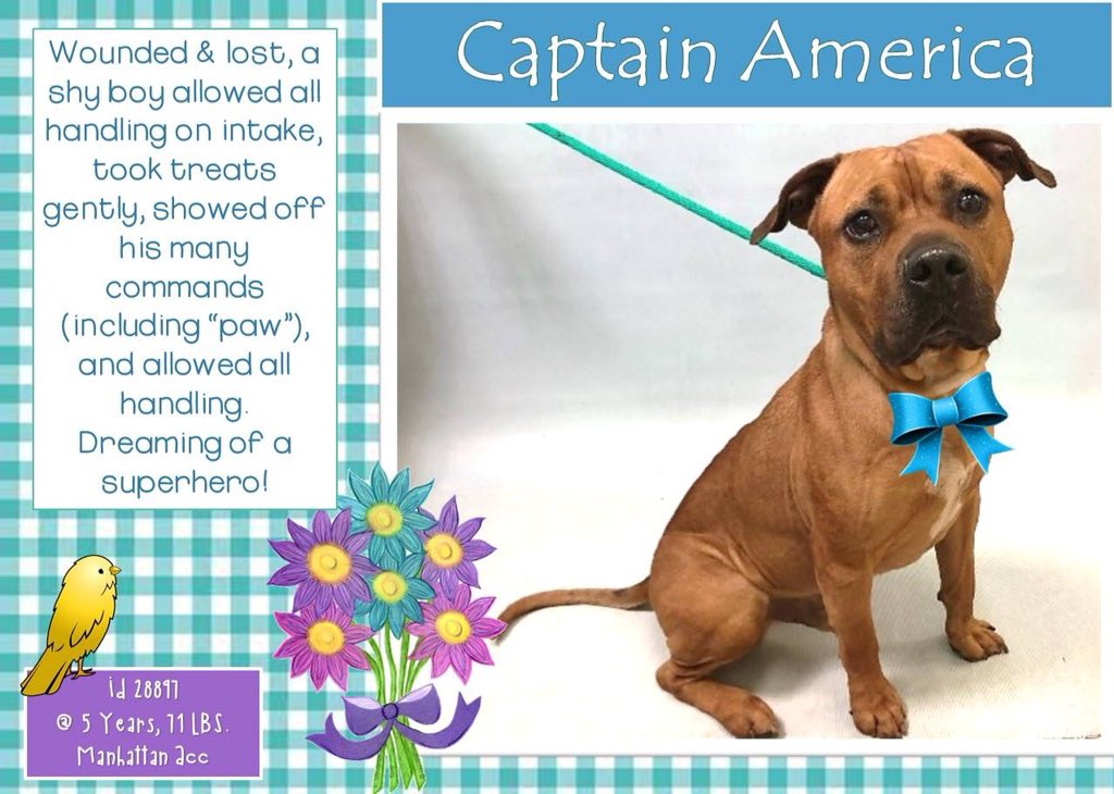 nasrene41's tweet photo. #CAPTAIN #AMERICA WOUNDED, FENDED FOR HIMSELF, GENTLE! NEEDS A HOME & FAMILY TO LOVE,
#RESCUEDOGS #FOREVERHOME #FOSTER #ADOPT #SAVEALIFE #EndBSL #GetYourRescueOn #RescueIsTheWayToGo #HumaneNY #SaveCAPTAINAMERICA
https://t.co/I7wM0BpLc5 https://t.co/cQaLPxgdHl