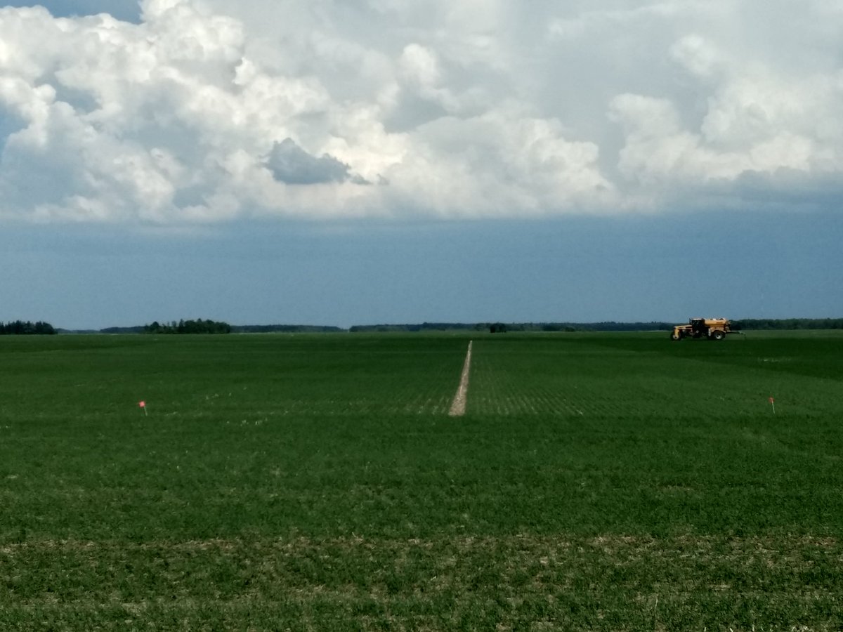 RMNwheatfarmer's tweet image. @CHSAgServices Top dressing 100-0-0-48 on spring wheat before a  rain. We also have 4 CHS wheat plots in Malung  (Roseau County)  #notill into soybean stubble.. will post updates throughout. #plant18  #plot18 @mnwheat