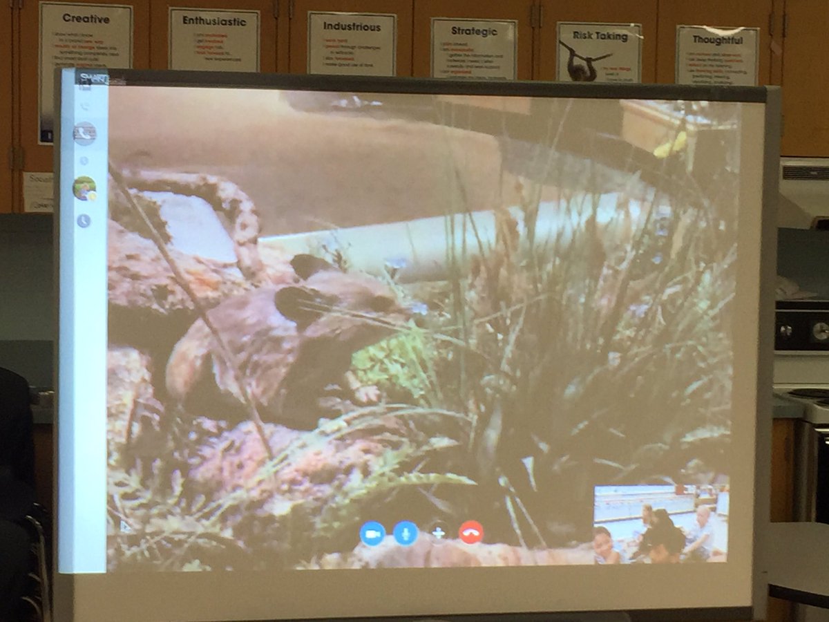 Mrs Saito's Class (@mrssaito1) on Twitter photo Thanks @SkypeClassroom 4 connecting us w/ <a href="/centerofthewest/">Buffalo Bill Center of the West</a>! Awesome virtual field trip - animal adaptations. <a href="/Surrey_Schools/">Surrey Schools</a> #learning #fun Thanks @SkypeClassroom 4 connecting us w/ <a href="/centerofthewest/">Buffalo Bill Center of the West</a>! Awesome virtual field trip - animal adaptations. <a href="/Surrey_Schools/">Surrey Schools</a> #learning #fun