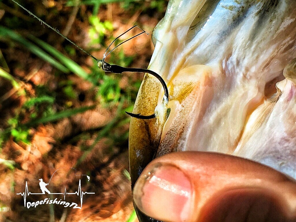 DopefishingTV's tweet photo. Sometimes u just can't force things or you'll lose them..
#largemouthbass #takeiteasy #fishing #senko https://t.co/SXskHGpf8S