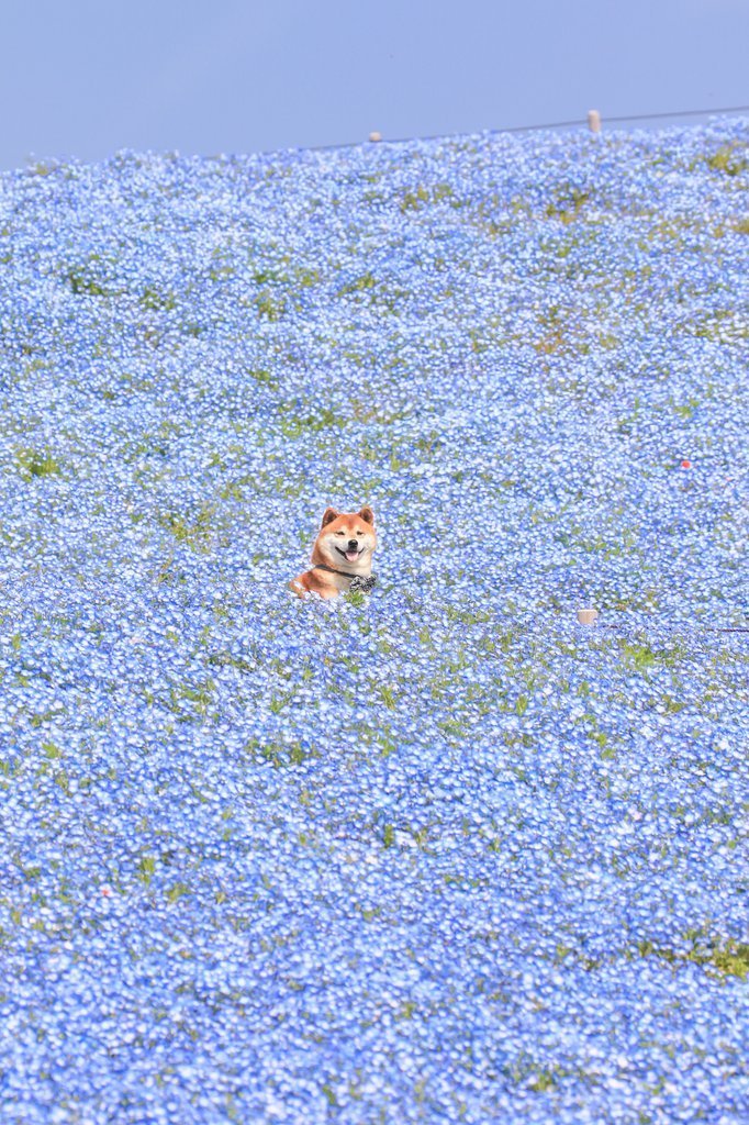 via do-nothing:

世界よ、これが日本の柴犬だ。 そしてオール茨城だ。 ※ひたち海浜公園：ネモフィラVer. #茨城はいいぞ
#茨城の魅力発信し隊
#柴犬
#柴犬はいいぞ
#Photographers710
#p710犬部
#柴
#shibainu #shiba
#日本犬
#shibepic.twitter.com/g451jL8fIw