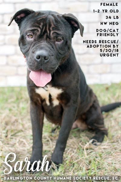 DarCo HumaneSoc Resq tweet media
