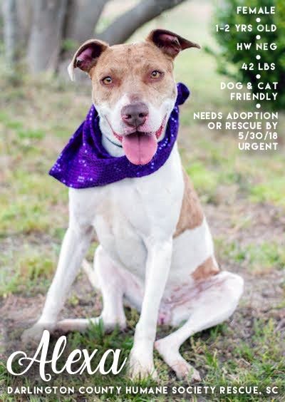 DarCo HumaneSoc Resq tweet media