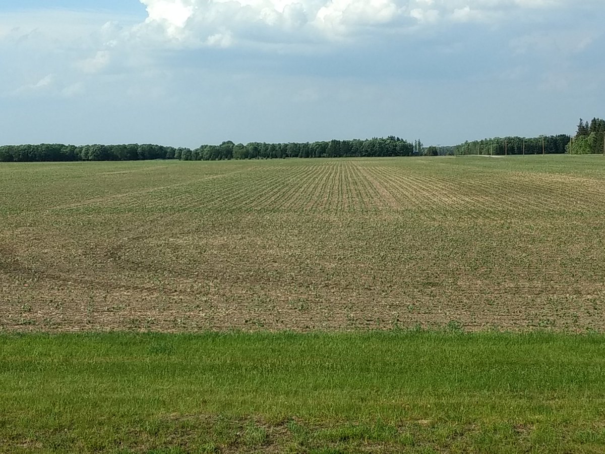 RMNwheatfarmer's tweet image. First update @CHSAgServices on farm soybean #plot18 in Malung (Roseau County) planted May 5.. new for this year twin rows.. 7.5x15  also 8 different flavors  @MNSoybean #plant18 @Asgrow_DEKALB  will post updates throughout.