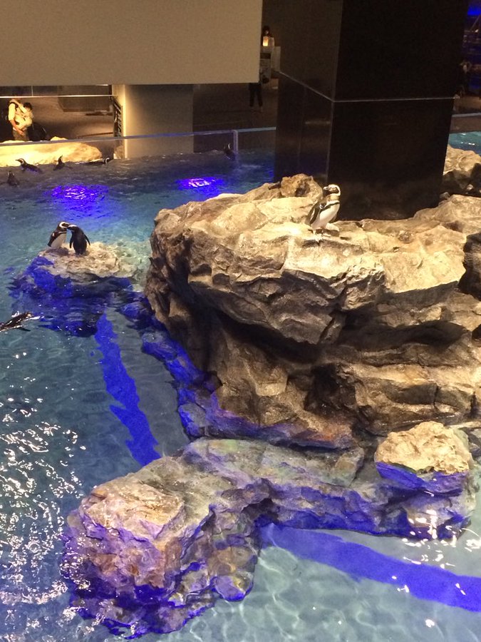 すみだ水族館の平日土日夏休みの混雑やペンギン イルミネーションの混み具合 混雑状況 待ち時間 割引情報を配信するブログ