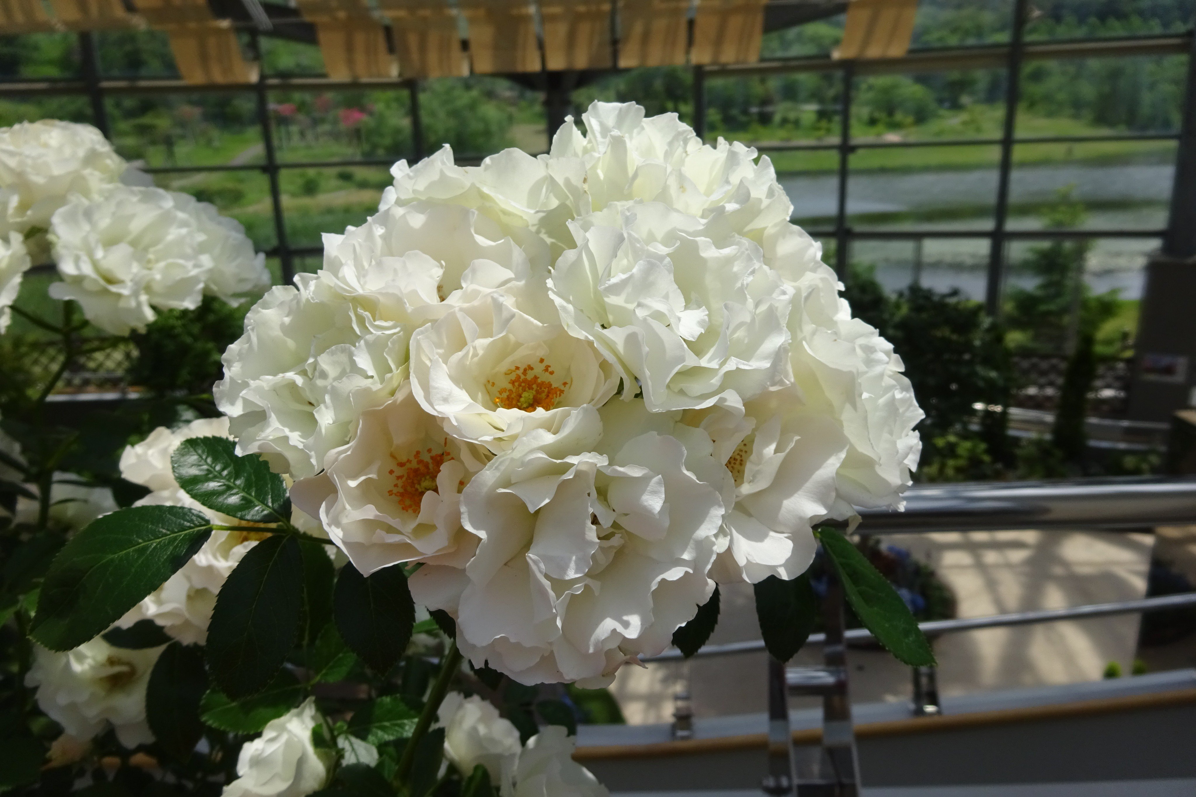 新潟県立植物園 開花情報 白いつるバラの サマースノー が企画展 初夏のガーデン で咲いています 花びらにフリルががった純白の花を房咲きにします また 枝が柔らかくトゲがほとんどないので ご自宅のガーデニングにも使いやすい つるバラです