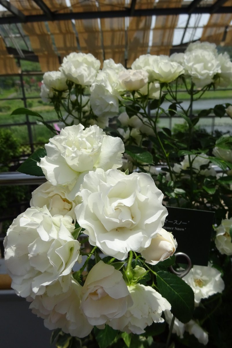 新潟県立植物園 Ar Twitter 開花情報 白いつるバラの サマースノー が企画展 初夏のガーデン で咲いています 花びらにフリルががった純白の花を房咲きにします また 枝が柔らかくトゲがほとんどないので ご自宅のガーデニングにも使いやすい つるバラです