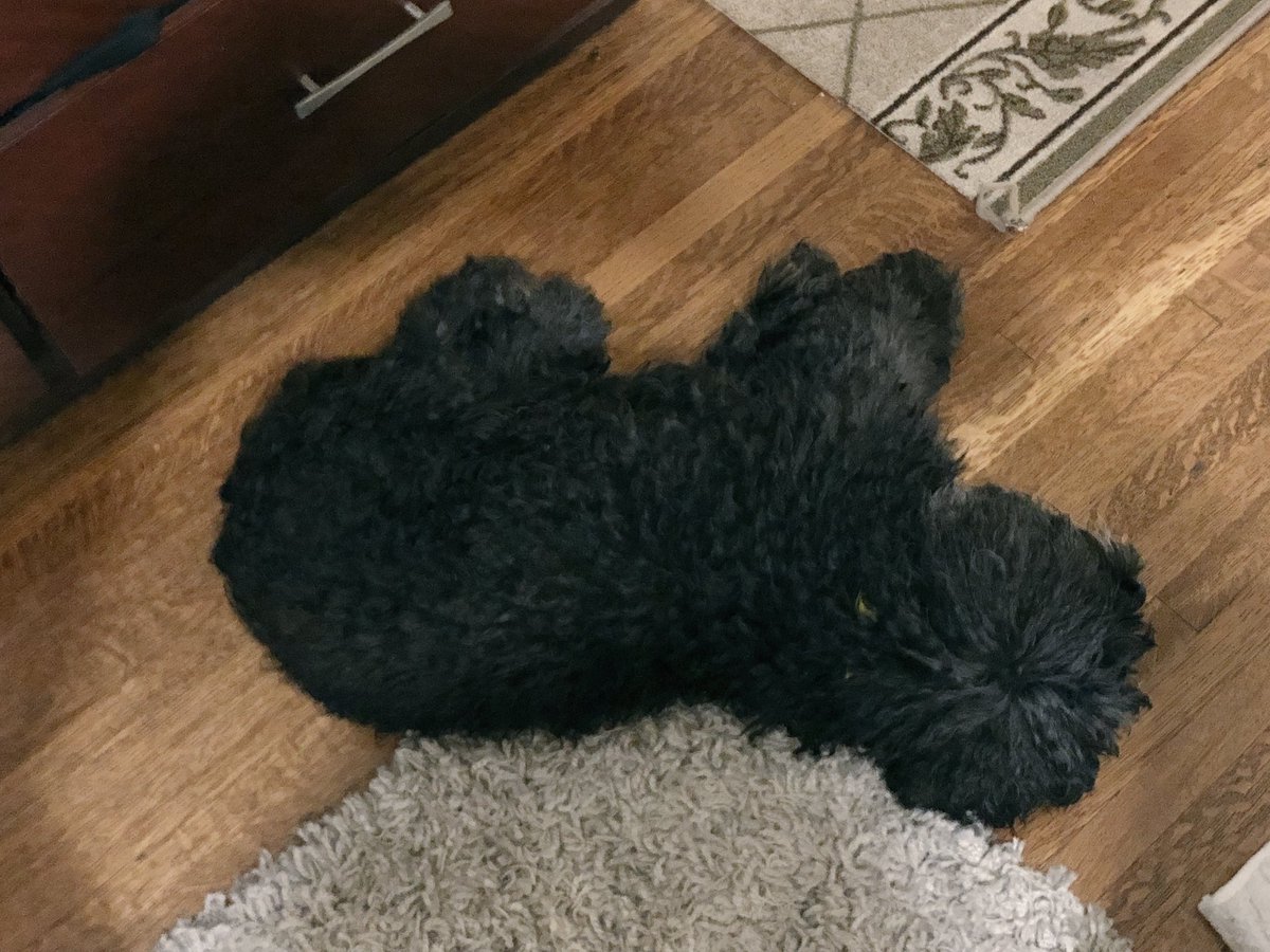 GinaGrad's tweet photo. He’s my sweet, sleepy baby bear. I love him with my whole heart - and unfortunately my whole nose. #GeriatricPets https://t.co/TfbVOD9fi8
