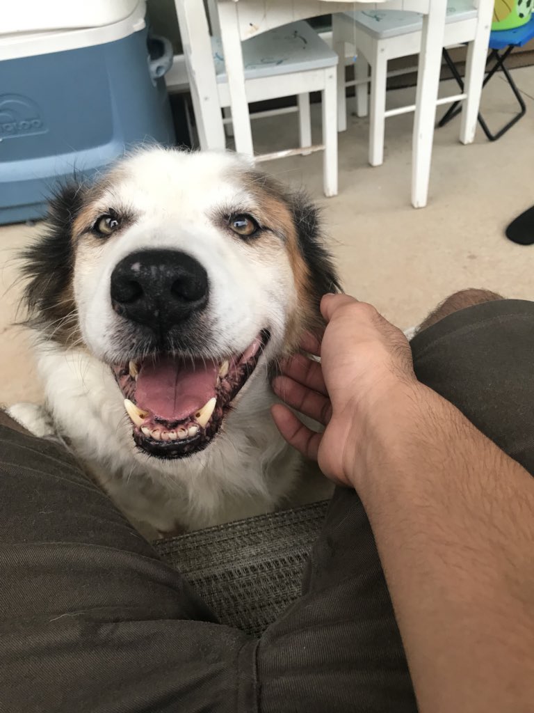jsvntos's tweet photo. this is my dog meatball. he likes to sneeze on me and smile, smh 🤦🏽‍♂️ https://t.co/CcZ5q1roiE