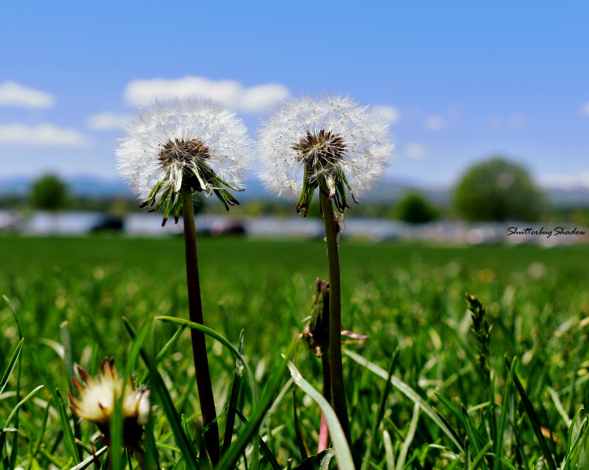 ShutterbugShado's tweet photo. #ShutterbugShadow #Photography #PhotographyisArt #PhotographyisLove #PhotographyisLife #Photograph #Photographs #Nature #NaturalBeauty #NaturePhotography #Dandilions #SloansLakePark #SloanLake #Denver #MileHigh Photo Credit to @Criptan420 https://t.co/UdW22yJeaA