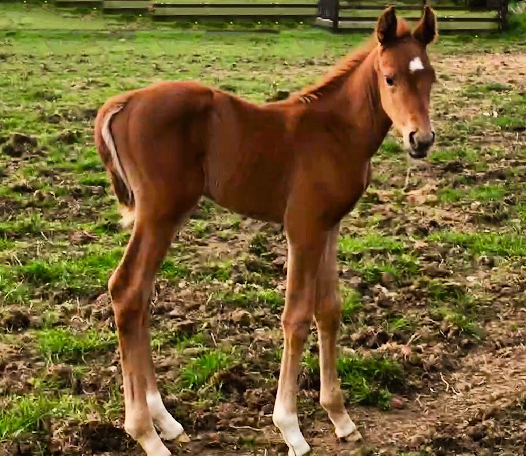 Meet Lola, our cute New little Filly to join our family By Maximum Joe out of a Harlequin mare #newarrivals #HorseHour