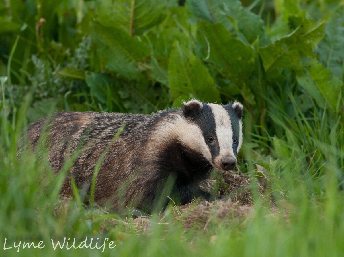 Team4Nature's tweet photo. Time to raise AWARENESS of an AWESOME WILDLIFE FESTIVAL by @DerbysWildlife 

Let's HELP make this exciting event MASSIVE for NATURE! 

PLEASE EVERYONE - RT 😊👇👌
https://t.co/z9D1OwBw9y #Ilkeston #Derbyshire https://t.co/8GEBV4WDHE