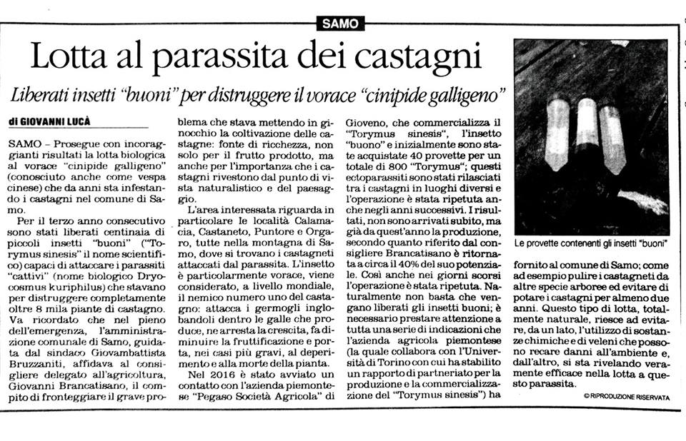 tuttosamoit's tweet photo. COMUNE DI  SAMO: Lotta al parassita dei castagni.(articolo tratto da "Il  Quotidiano della Calabria) https://t.co/BJWywSc0XC