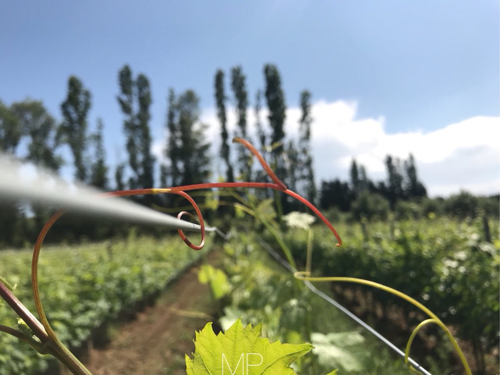 « La #Terre ça se respecte. Comme toute chose d’ailleurs. » #Formation en #biodynamie 🌱
.
#wine #winelover #vine #vines #biodynamicfarm #bio #biodiversité #vigne #vignes #vin #vinbio #nature #NaturePhotography #naturelovers #winelovers #vineyard #vignoble