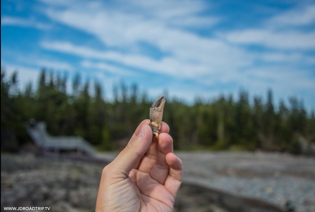 JDroadtrip's tweet photo. #Canada 🇨🇦 - Arrivée dans la région du Nouveau-Brunswick, je découvre le Irving parc avec sa faune et flore absolument dingue ! Les paysages sont vraiment beaux et te laissent sans voix !

Ce n’est que le début et je suis déjà émerveillée par tout ce qui m’entoure 😍 #Jacadie https://t.co/0oVBo1h479