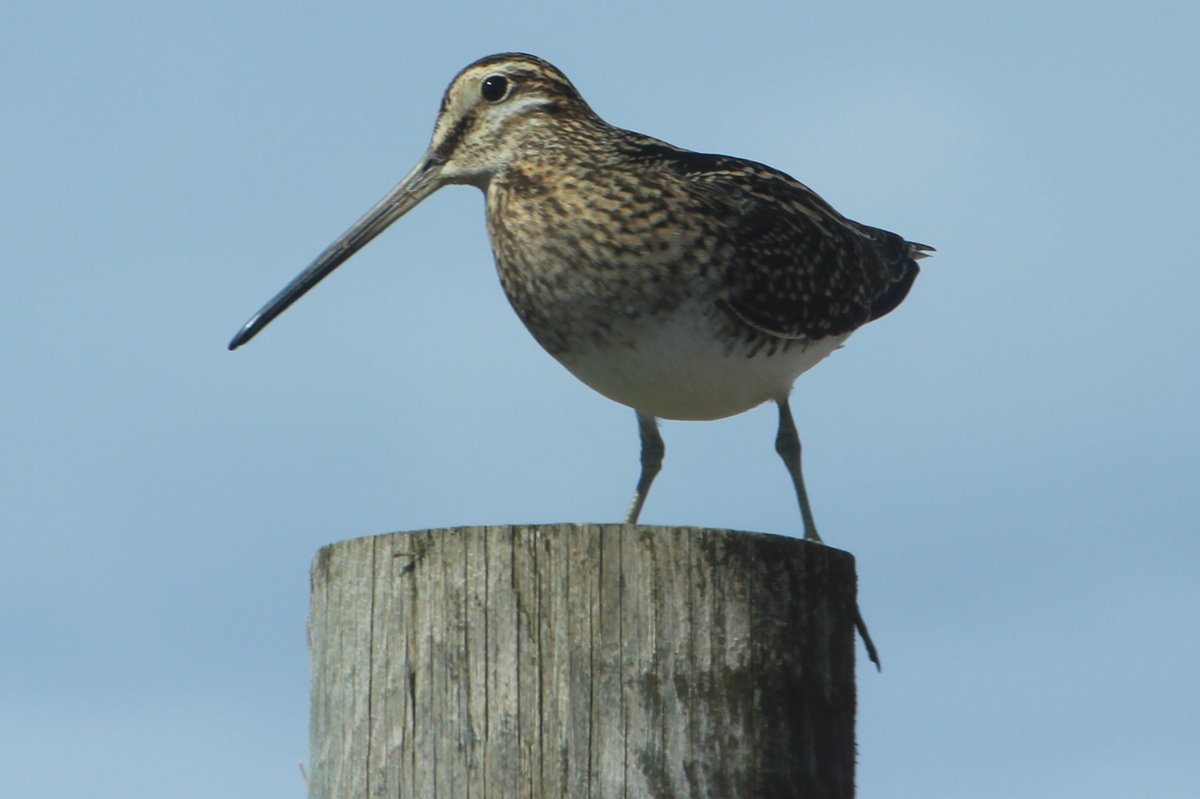 During fieldwork one of the species I encounter most often is the common snipe (Gallinago gallinago) but rarely do they strike a pose like this one #fuglatwitter #ornithology #iceland