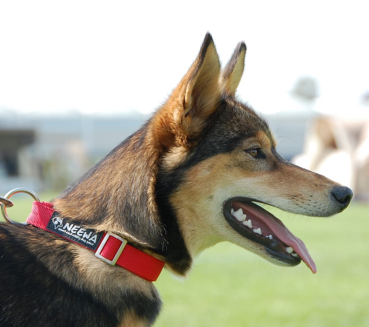 RunwithPride_eu's tweet photo. Lovely Freya met haar nieuwe #neewa #racingcollar
#indiandog #halsband #verstelbaar #runwithpride #dogequipment #hondenspullen #neewadogsports https://t.co/SIbLPR1sEI