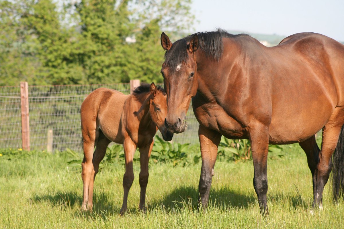 The sun is out 😎☀️😎🐴☀️🐎

Photo credit CAFRE student Kyra Griffin