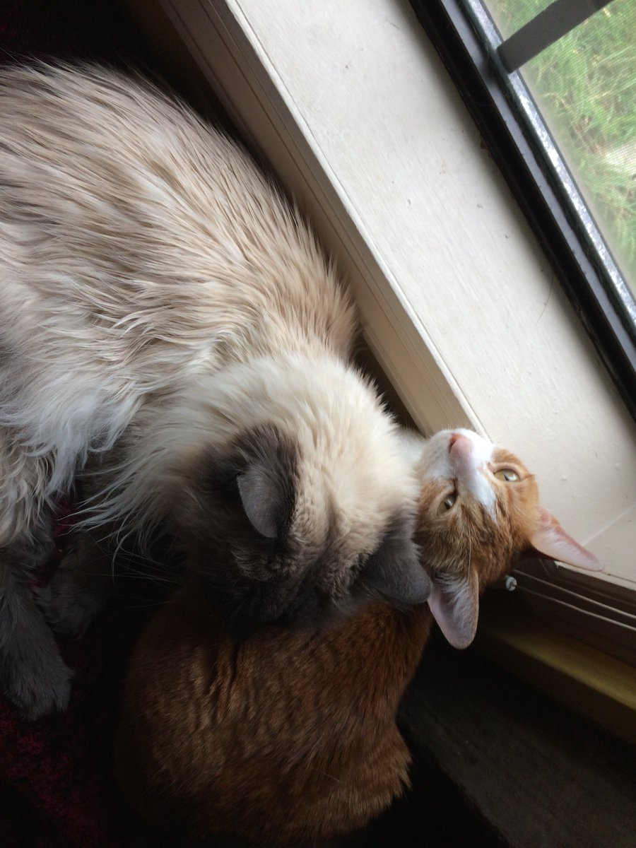 catteighls's tweet photo. Ember enjoying some #birdwatching with her Uncle Twister #EmberWednesday #catsofinstagram #cat #catsnuggles #tabby #orangetabby #ginger https://t.co/cPdy2tprYC