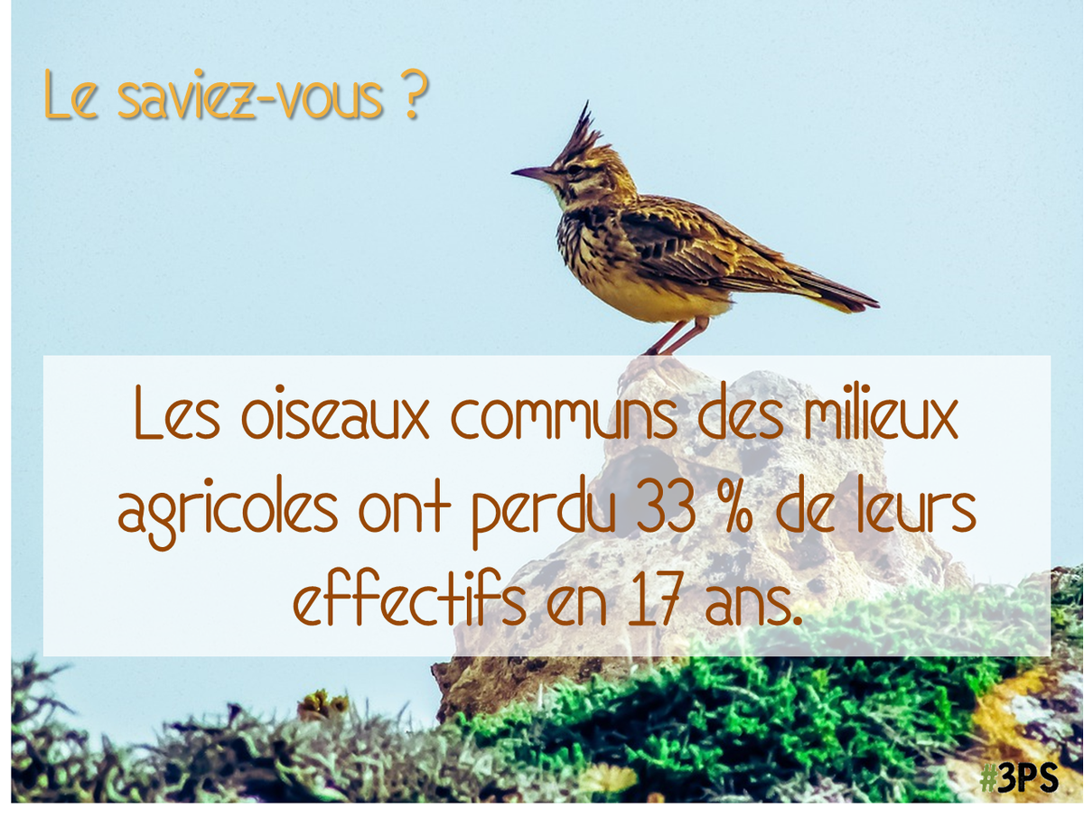 parlons_science's tweet photo. #LeSaviezVous - Les #oiseaux disparaissent !!
Les populations des milieux agricoles ont perdu un tiers de leurs effectifs depuis 2001. Deux études ont été menées par le @Le_Museum et le @CNRS.  
+ d'infos sur le #CNRSJournal : https://t.co/qgGu5r4wMI https://t.co/THThqJHVgr
