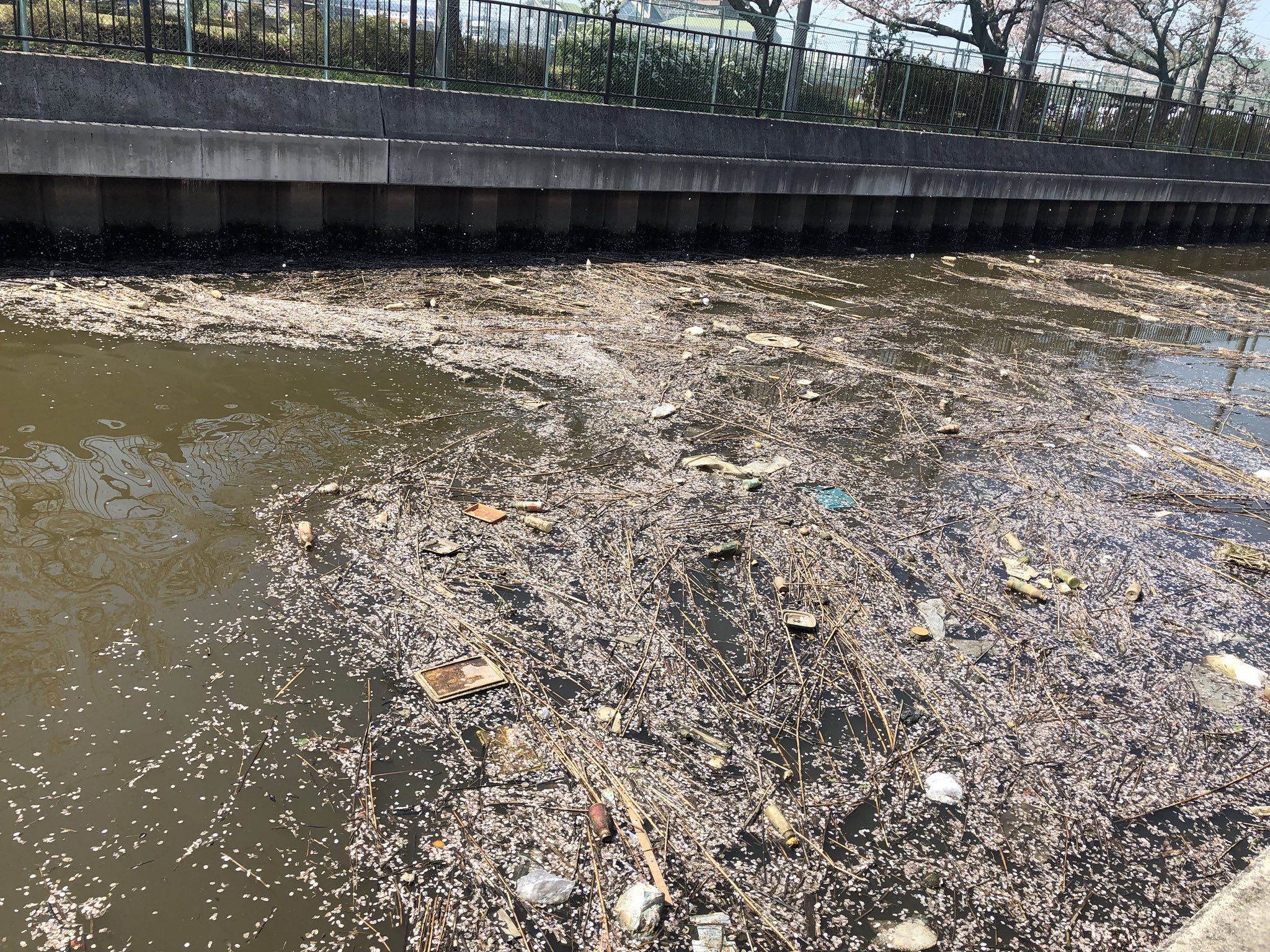 Hk Ryu 三郷市第二大場川 市役所の隣 日本もそんな汚い川あるの T Co Lnrkwvbpkq Twitter