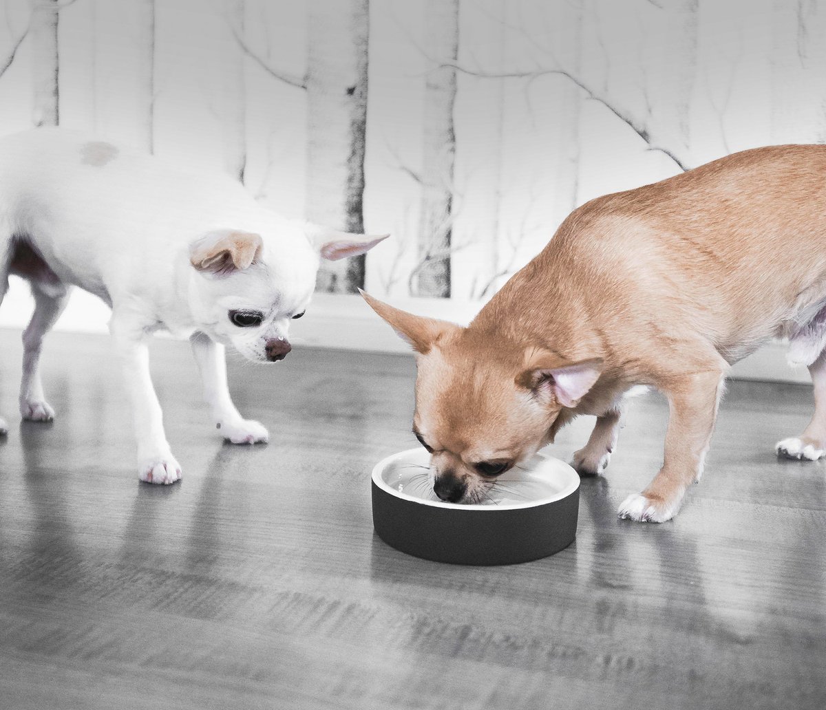 MagissoLtd's tweet photo. Are you feeling the summer heat already? Your dog or kitty probably is too, so why not get them a #CoolingCeramics Water Bowl from our online store: https://t.co/gZRGqzzWRI Our bowls stay icy cold for hours, keeping that water cool and fresh for your friend! #happypetproject https://t.co/cg5JCiL4vA