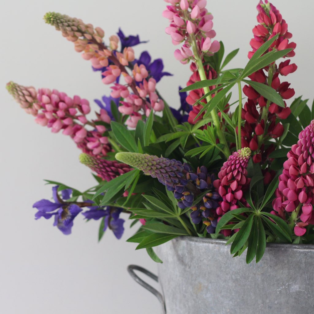 🌿 More lupin love this morning! Don't forget to order our beautiful flower bouquets for local delivery this week. 🌺🌷🌸 #Salisbury #Wiltshire #bouquet #flowerbouquets